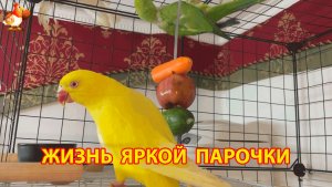 Жёлтый и Зелёный 🦜 сериал о жизни двух кольчатых ожереловых попугаев 🦜🦜 (21)