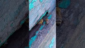 пчелы, рой