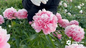 Bess Bockstoce peony. Бесс Бокстоус пион. Пулков сад (2026 г.)