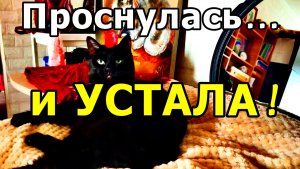 ЛЕНИВОЕ УТРО! КОШАЧИЙ ДЗЕН: 10 МИНУТ УМИРОТВОРЕНИЯ 🐾 ЗНАКОМЬТЕСЬ: КОШКА СИМА 😻