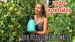 Готовим ЧУДО-КОКТЕЙЛЬ для томатов. Подкормка, обработка от болезней и вредителей в одном флаконе