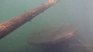 ПОДВОДНЫЙ МИР глазами человека
