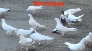 Голуби Хачатрян Самвела в Волгограде! 2026г