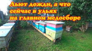ГЛАВНЫЙ МЕДОСБОР, СКОЛЬКО СЕЙЧАС МЁДА В УЛЬЯХ, КАК ПОМЕНЯТЬ МАТОК.