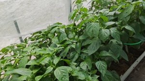 24-07-2026.Дача..Линолеум в хоз.блоке.Копаем ямы под столбы для забора.