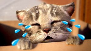ПРИКЛЮЧЕНИЯ МАЛЕНЬКОГО КОТЕНКА