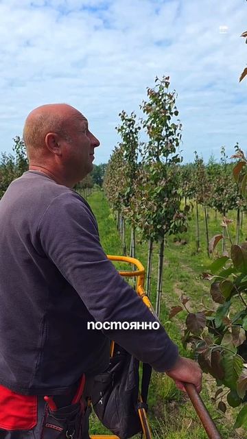 Формировка пирамидальной кроны