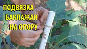 Как подвязать баклажаны на опору / Отличный быстрый способ