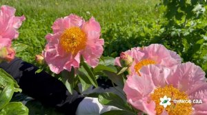 Sugar'n Spice peony. Шугар'n Спайс пион. Пулков сад (2026 г.)