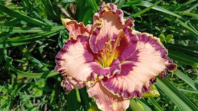 лилейник RUFFLES HAVE RIPPLES смотреть онлайн