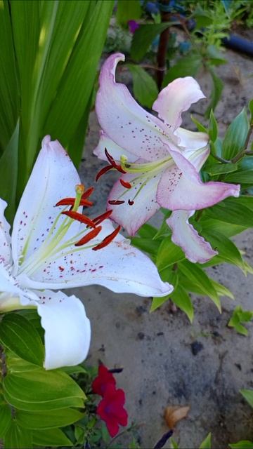 Восточная Лилия Бразилия 🌸 Описание сорта 🌸 Обзор цветов из моего сада 🌸 Восточная Лилия Бразилия 🌸 Описание сорта 🌸 Обзор цветов из моего сада 🌸