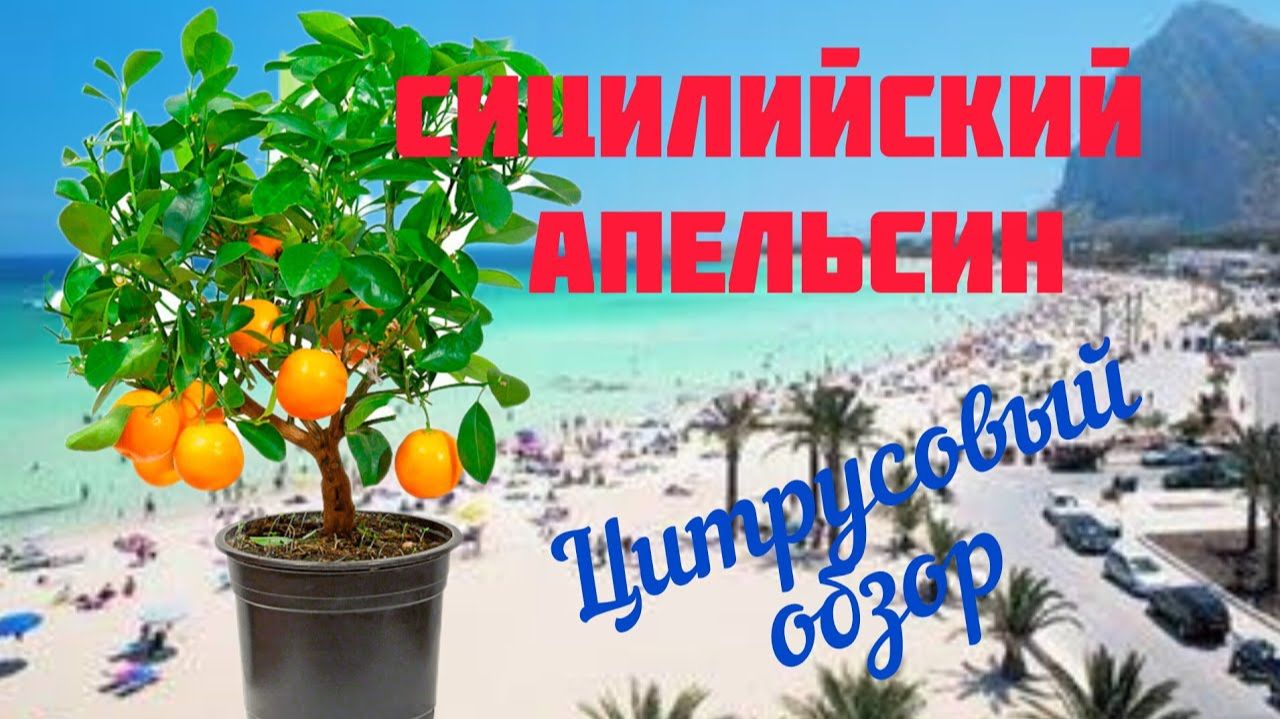Сицилийский апельсин. Цитрусовый обзор в знойную жару.