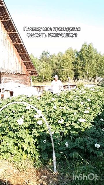 Почему я сажают картошку?