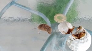 наш кот поймал живую мышь