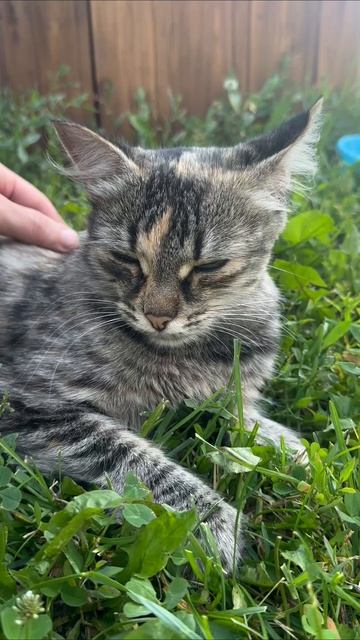 #кот 🐈⬛ #котики #красавица #мур #взаимныеподписки #смешноевидео