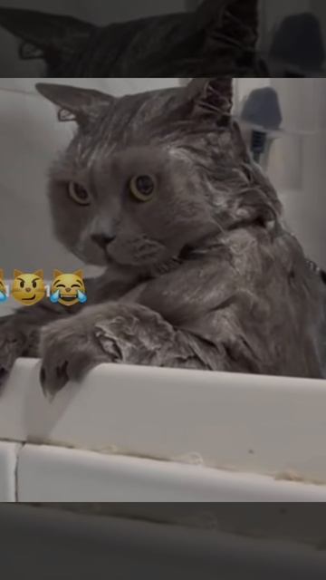 # помоешь кота- и ты враг на всю жизнь #