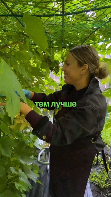 Зачем обрезать листья у винограда в конце июля? Зачем обрезать листья у винограда в конце июля?