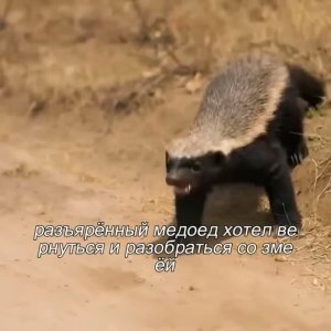 Чёрная мамба укусила медоеда — и подписала себе приговор