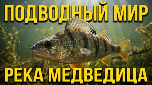 Подводный мир реки Медведица (GoPro7)