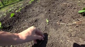Мой огород на сегодняшний день.