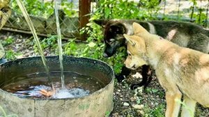 Денис принес волчатам большое КОРЫТО С ВОДОЙ, что бы ОНИ СМОГЛИ КУПАТЬСЯ, ведь на улице ТАКАЯ ЖАРА!