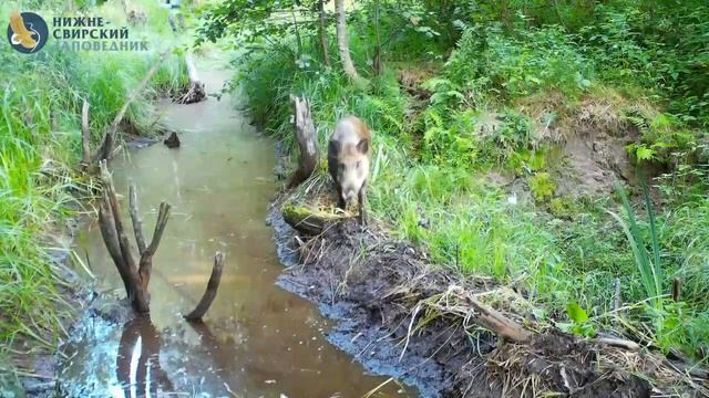 🐗 Кабанье семейство попало в фотоловушку Сотрудники Нижне-Свирского заповедника поделились кадрами