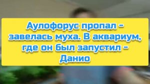 Аулофорус пропал - завелась муха. В аквариум, где он был запустил - Данио