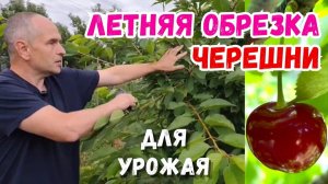 Обрезка черешни летом после урожая формируем компактное дерево