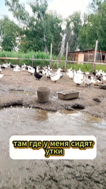 ВСЕ ПРО: КУР, УТОК, ГУСЕЙ, ИНДЮКОВ...