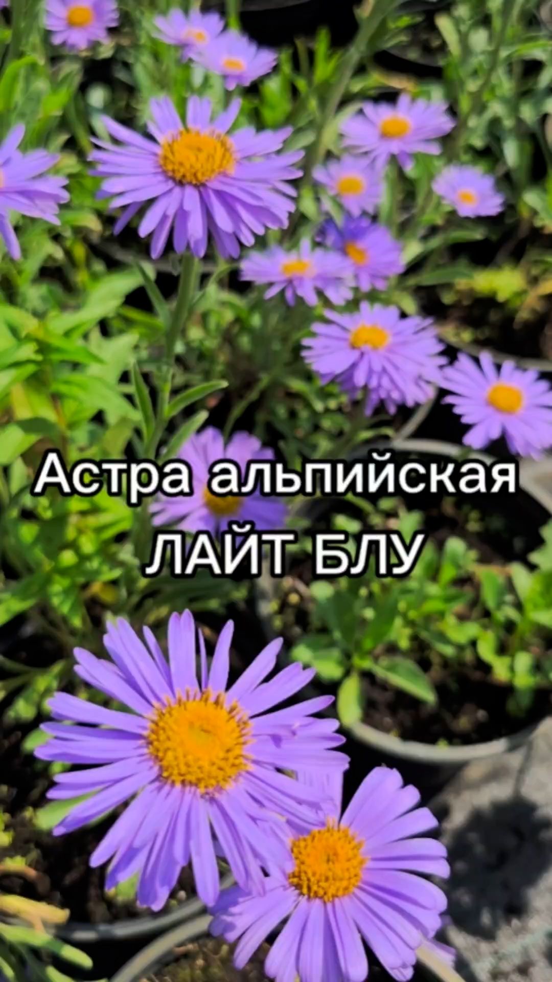 Выращивание цветов