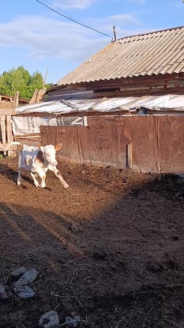 Май первый раз на прогулке