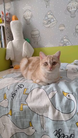 расказ кто я