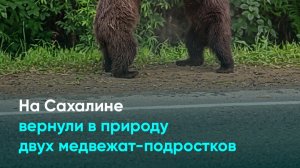 На Сахалине вернули в природу двух медвежат-подростков