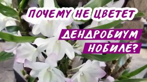Как заставить цвести Дедробиум Нобиле? Условия и сроки зацветания Дендробиум Нобиле
