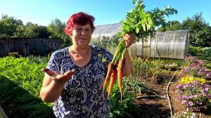🥕 Вырастить МОРКОВЬ БЕЗ ПРОБЛЕМ И БЕЗ ТРУДА ЛЕГКО как дважды два!!