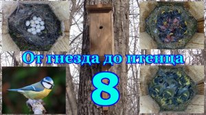 От гнезда до птенца. Лазоревка. 8 серия