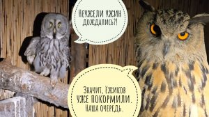 Сова Ёль снова доброва, но гусям достаётся абьюза. Все совы получили ужин, сыч Лучик самый голодный