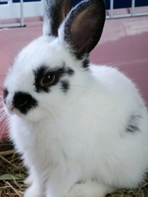 КРОЛИК)