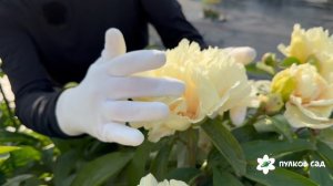 Sunny Girl peony. Санни Гёрл пион. Пулков сад (2026 г.)