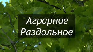 Аграрное Раздольное