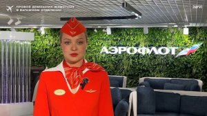 Первая поездка с питомцем: что нужно для перевозки кошки и собаки в самолете, поезде и авто