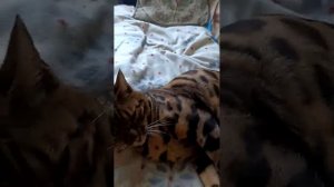 Котик Тайсон