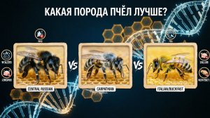 🐝 КАКАЯ ПОРОДА ПЧЁЛ ЛУЧШЕ? Сусанна Арестовна Пашаян и Андрей Панышев разбирают плюсы и минусы