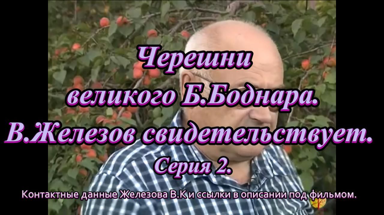 Черешни великого Б.Боднара. В.Железов свидетельствует. Серия 2. смотреть онлайн