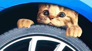 МИЛЫЙ МАЛЕНЬКИЙ КОТЕНОК ПРИКЛЮ