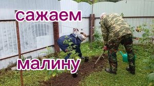Сажаем новую купленную малину. 17.07.2026