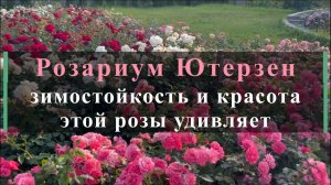Розариум Ютерзен: зимостойкость и красота этой розы удивляет