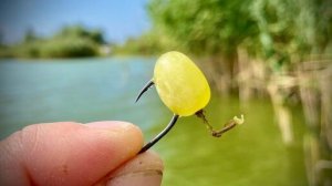Ловлю АМУРА и КАРПА поплавочной удочкой на ВИНОГРАД🍇🍇🍇!!!