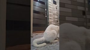 Делаю уколы кошке через экстремальное сопротивление