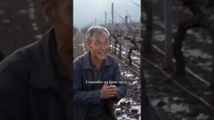 Заставили снять сетки – 150 гектаров винограда достались птицам
